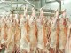 2026: Año de caída de producción y consumo para el sector ovino y caprino de carne matadero corderos