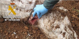 Dos detenidos en Alpera por matar un caballo con escopeta caza