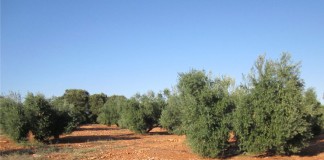 Guardia Civil y Ayuntamiento informarán sobre los robos de aceituna en Malagón