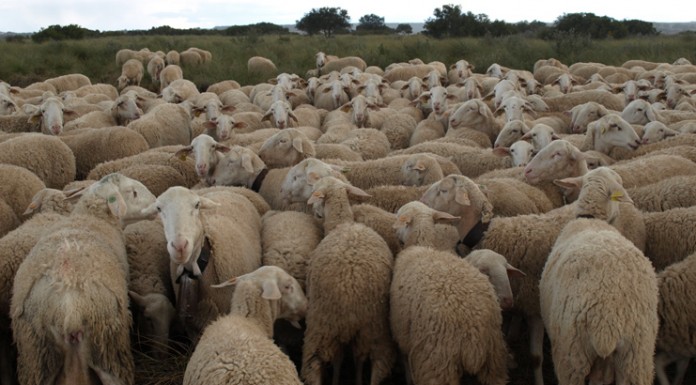 Descenso de precios de lana y piel complican rentabilidad del cordero
