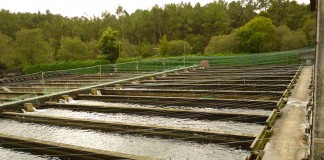 Aprueban medidas de apoyo a acuicultura, ante coronavirus