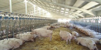 Nace una asociación en Mariana (Cuenca) contra macrogranja porcino