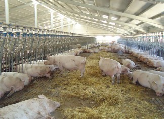 Crece el interés de los ganaderos de porcino por instalarse en Castilla-La Mancha porcino
