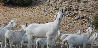 Autorizado uso del logotipo “Raza Autóctona” a raza caprina Blanca Celtibérica