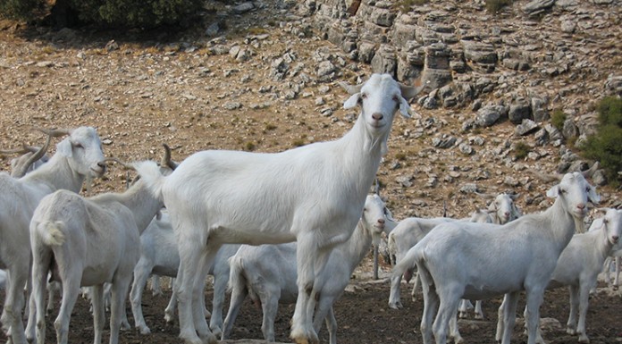 Autorizado uso del logotipo “Raza Autóctona” a raza caprina Blanca Celtibérica