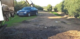 Guardia Civil desarticula grupo que robó toneladas de aceituna