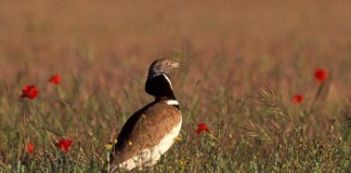 El sisón común, Ave del Año 2017, para SEO/BirdLife