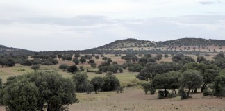 Exención de controles PAC a explotaciones agrarias menores de 10 hectáreas solo beneficiará al 10 por ciento de las tierras agrícolas tierra