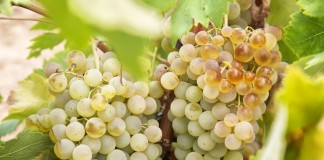 ASAJA advierte del hundimiento del sector vitivinícola si no se actúa con extrema urgencia uvas