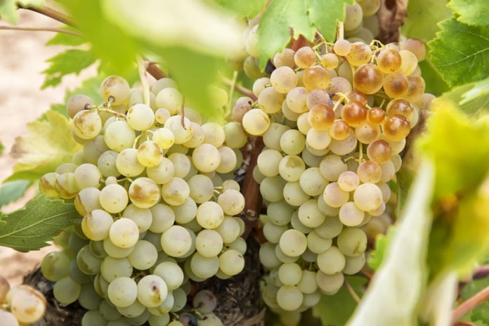 uvas