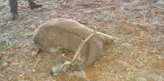 Fauna salvaje provoca dos graves accidentes de motoristas