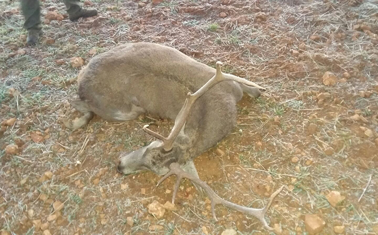 venado atropellado