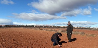 Los conejos amenazan la cosecha de cereal en comarcas de Guadalajara