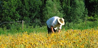 Numerosos jubilados del campo están dejando la agricultura y de compatibilizar su pensión con los ingresos agrarios