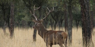 ASAJA Cuenca, satisfecha por ampliación comarca cinegética a 13 municipios más