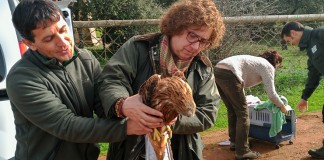 Liberan un milano real en el Parque Nacional de Cabañeros
