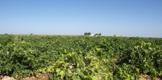 ASAJA Ciudad Real rechaza criterios priorización de ayudas a reestructuración de viñedo