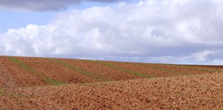 ASAJA CLM, descontenta con último borrador Plan de Gestión zonas ZEPA