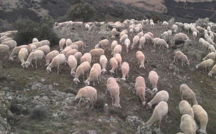 dehesa