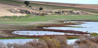 Piden que declaren LIC los humedales del Guadiana, Gigüela y Záncara