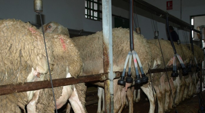 Precio de leche de oveja y cabra cayo en diciembre