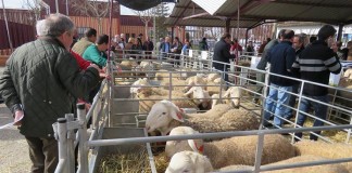 EXPOVICAMAN acoge una Subasta Nacional de la raza Manchega