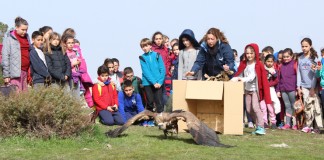 Escolares de Navahermosa asisten a la liberación de varias aves rapaces