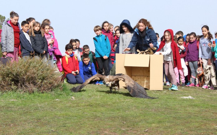 suelta de rapaces en Navahermosa
