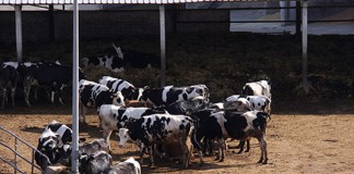 El ganado muerto en granja, una fuente de miles de toneladas de biodiésel