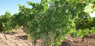 Castilla-La Mancha tiene ayuda de reestructuración más baja de España