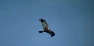 Aprobada adaptación de líneas de alta tensión para protección de avifauna