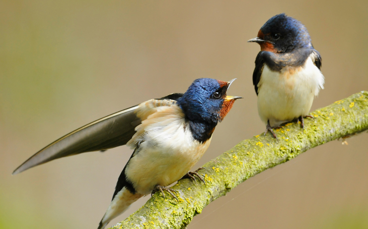 Golondrina-común_pareja©KOO_shutterstock_165118928