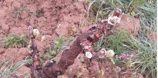 Agroseguro abona indemnizaciones por más de 115 millones en primer trimestre