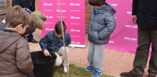 La Diputación continúa la plantación de olmos en provincia de Toledo