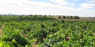 ¿A qué viticultor le puede interesar la cosecha en verde?