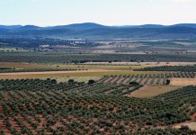 El BOE obliga a documentar los arrendamientos rústicos para cobrar la PAC tierras