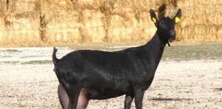 La raza murciano-granadina consigue el logotipo raza autóctona 100%