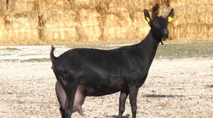 La raza murciano-granadina consigue el logotipo raza autóctona 100%