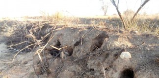 Las sociedades de cazadores, fundamentales en control de daños a agricultura