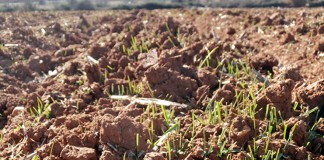 Protestarán Día de CLM demandando soluciones a daños por fauna silvestre