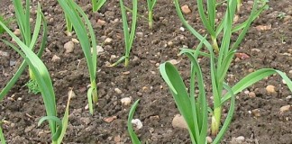 Aumenta superficie de ajo, un sector “que goza de buena salud”