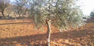 Habrá ayudas para financiar mallas para evitar daños por conejos daños conejos