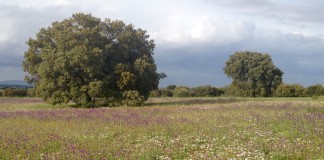 El Gobierno introduce nuevas flexibilidades en la aplicación de la PAC para ecorregímenes y fotos geoetiquetadas pastos