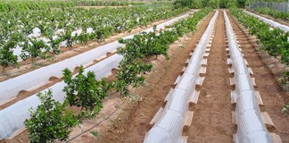 Ya es oficial: renovado el uso del glifosato hasta el año 2033 glifosato