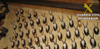 Desarticulado un grupo criminal de caza furtiva que actuaba en Guadalajara