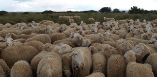 Mejora anual en la cotización de leche de oveja DOP Queso Manchego