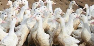 Unión de Uniones pide celeridad a Administración frente a gripe aviar