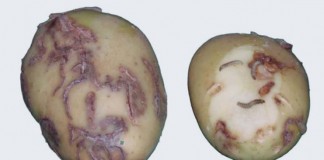 Aprobado Programa nacional de control y erradicación de la polilla guatemalteca