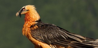 Exigen suspensión inmediata de caza en coto donde apareció quebrantahuesos muerto