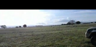 Buitres atacan al ganado en Ciudad Real